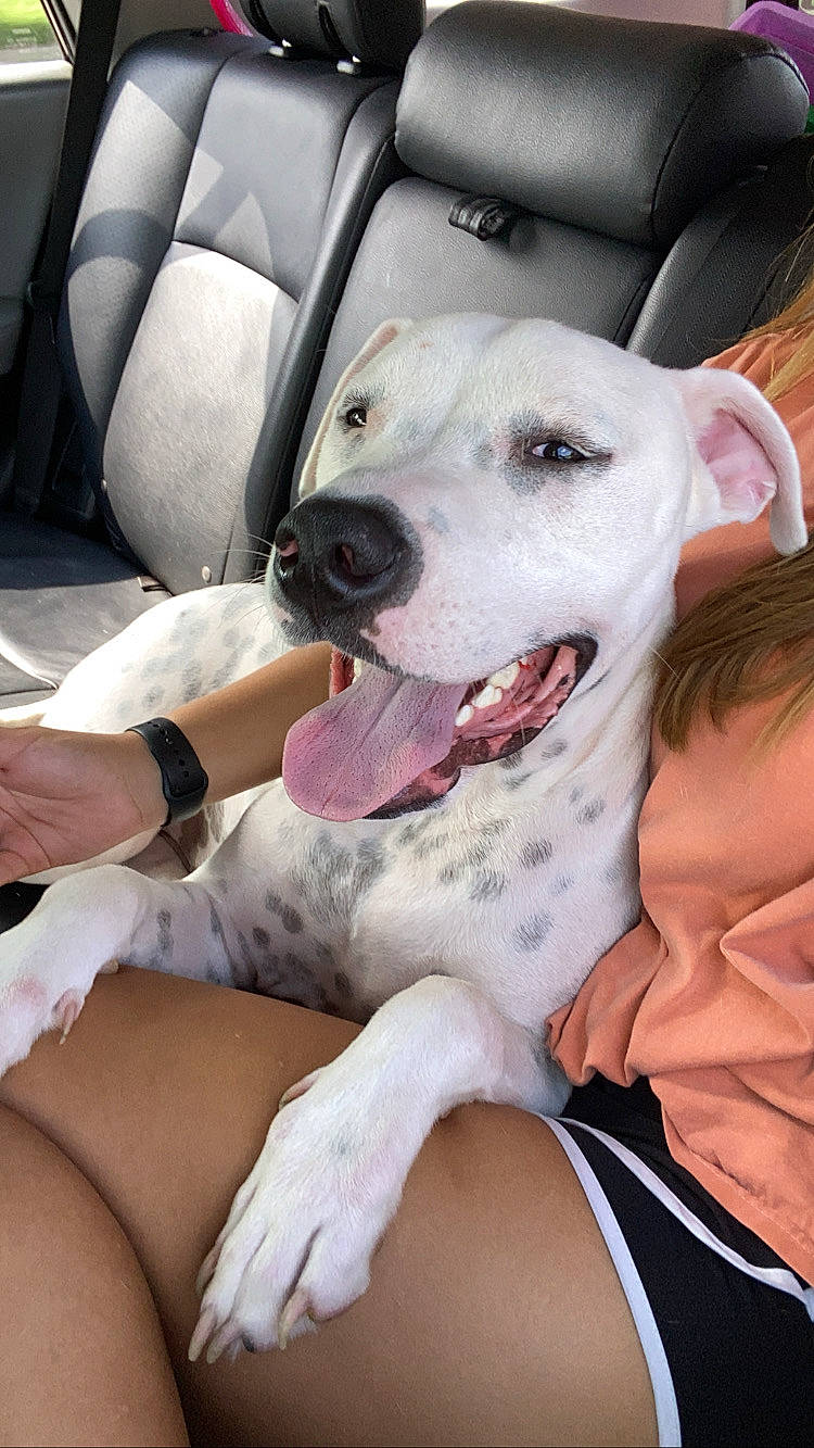 Moe is registered to the contest to win money with this photo: american_pit_bull_terrier, canidae, carnivore, companion_dog, dog, dog_breed, dogo_argentino, fawn, guard_dog, mammal, non_sporting_group, pit_bull, puppy_love, rare_breed_dog, sporting_group