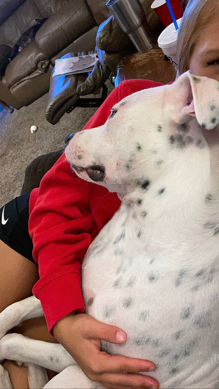 Moe is registered to the contest to win money with this photo: canidae, carnivore, dalmatian, dog, dog_breed, dogo_argentino, fawn, great_dane, guard_dog, mammal, non_sporting_group, snout, vertebrate