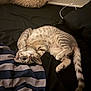 cat, kitten, tabby, striped_coat, paws, tail, bed, bedding, blanket, pillow, indoor, fur, cute, playful, relaxed, sleeping, eyes, striped, charging_cable, black_sheet