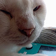 Mimine participe au concours pour gagner de l'argent avec cette photo : cat, white_cat, close_up, whiskers, sleepy, relaxed, pet, animal, fur, face, nose, eye, indoor, soft_light, gaming_device, technology, blue, cute, domestic_animal, portrait