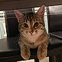 abyssinian, animal, architecture, armchair, barstool, building, cat, chair, couch, furniture, hardwood, indoors, kitten, livingroom, manx, pet, plywood, room, siamese, wood
