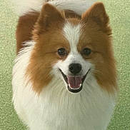 Thor is registered to the contest to win money with this photo: dog, pomeranian, fluffy, fur, smile, tongue, pet, domestic_animal, close_up, portrait, animal_face, ears, eyes, nose, white_fur, brown_fur, indoor, green_carpet, looking_at_camera, happy