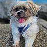 dog, small_dog, fluffy, blue_harness, tongue_out, outdoor, water, pebbled_surface, rocks, sky, clouds, ears_flapping, pet, animal, cute, standing, daylight, nature, scenic, happy
