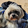 dog, beach, blanket, outdoor, sunlight, fur, pet, canine, relaxed, sandy, closeup, animal, nature, daytime, leash, portrait, companion, cute, fur_texture, resting