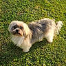 Ephy a rejoint le concours — aidez-le/la à gagner de superbes lots ! dog, grass, outdoor, pet, small_dog, fluffy, sunlight, animal, greenery, curious, nature, daylight, mammal, fur, standing, looking_up, companion, cute, friendly, adorable