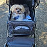 Ephy participe au concours pour gagner de l'argent avec cette photo : dog, pet_stroller, person, hands, pavement, outdoor, sunlight, leaf, branch, mesh_cover, animal, walking, leisure, cute, small_dog, fur, daytime, nature, urban, transport