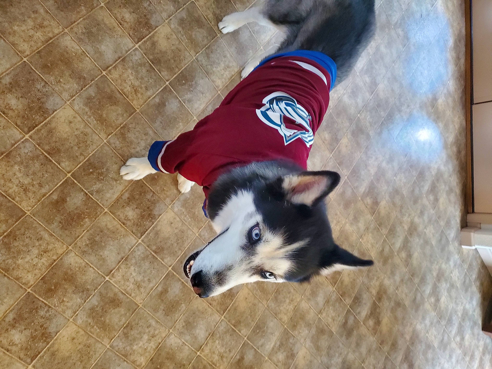 Apollo Crue joined the competition — help win amazing prizes! canidae, canis, carmine, carnivore, companion_dog, dog, dog_breed, dog_clothes, dog_supply, flooring, fur, hat, herding_dog, paw, pet_supply, sporting_group, tail, whiskers, working_animal, working_dog