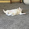 animal, carpet, cat, cozy, cute, domestic_animal, feline, floor, fur, home, indoor, living_room, lying_down, paw, pet, pink_paw_pads, relaxed, surprised, white_cat, wide_eyes
