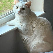 Luna is registered to the contest to win money with this photo: animal, cat, closeup, cozy, curious, daylight, domestic_cat, feline, fluffy, fur, house, indoor, looking_outside, natural_light, pet, relaxed, white_cat, window, window_screen, windowsill