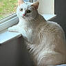 animal, cat, closeup, cozy, curious, daylight, domestic_cat, feline, fluffy, fur, house, indoor, looking_outside, natural_light, pet, relaxed, white_cat, window, window_screen, windowsill