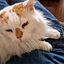 cat, white_cat, orange_spots, pet, lap, indoor, feline, fluffy, relaxed, cozy, person, clothing, jeans, chair, wooden_floor, fur, whiskers, resting, domestic_animal, animal