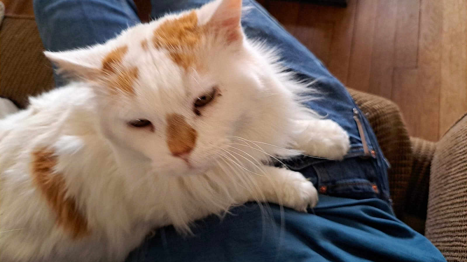 Peaches And Cream joined the competition — help win amazing prizes! cat, white_cat, orange_spots, pet, lap, indoor, feline, fluffy, relaxed, cozy, person, clothing, jeans, chair, wooden_floor, fur, whiskers, resting, domestic_animal, animal