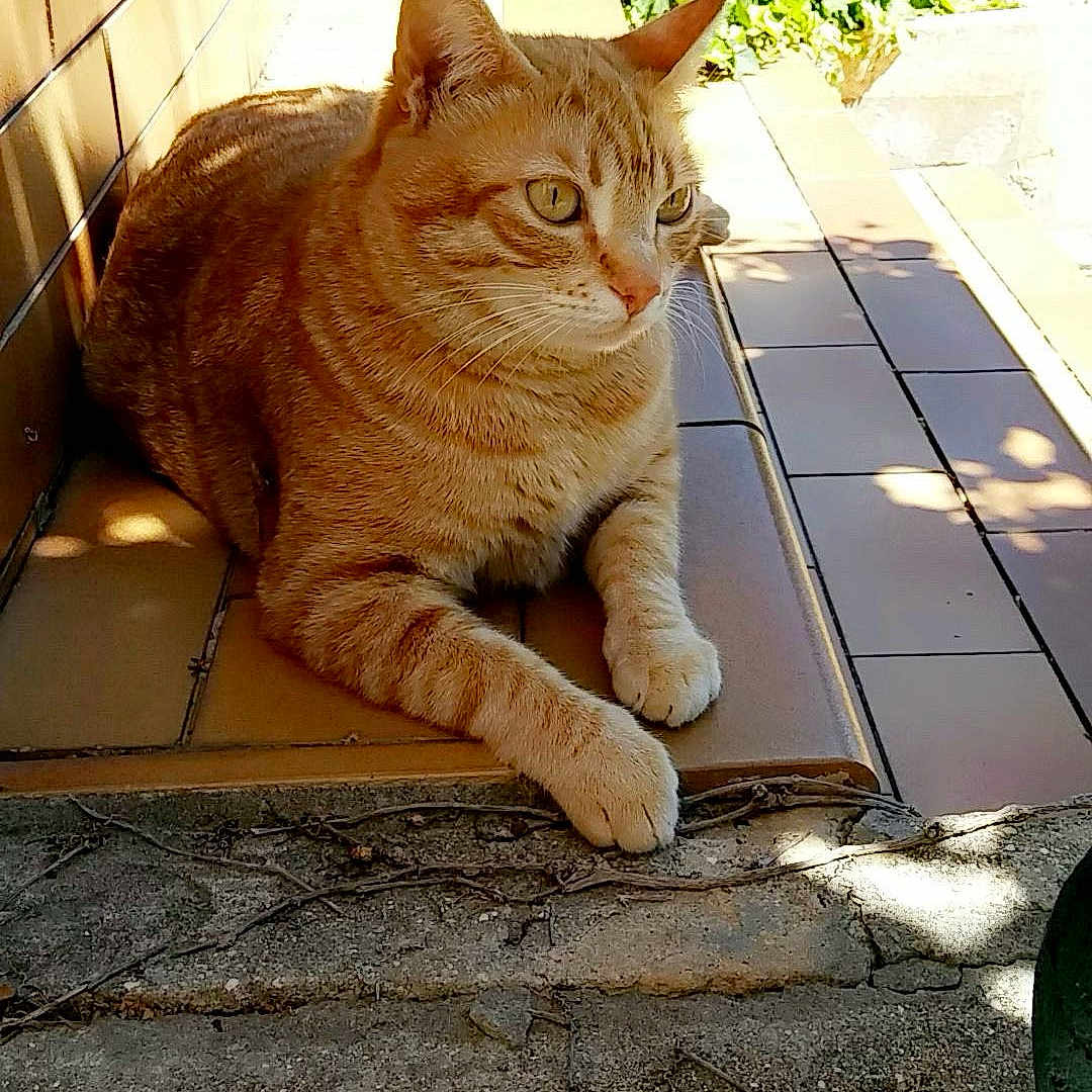 Tigrou participe au concours pour gagner de l'argent avec cette photo : animal, calm, cat, curious, daylight, ears, feline, greenery, nature, orange_tabby, outdoor, paws, pet, relaxing, resting, shadow, steps, sunlight, tile, whiskers