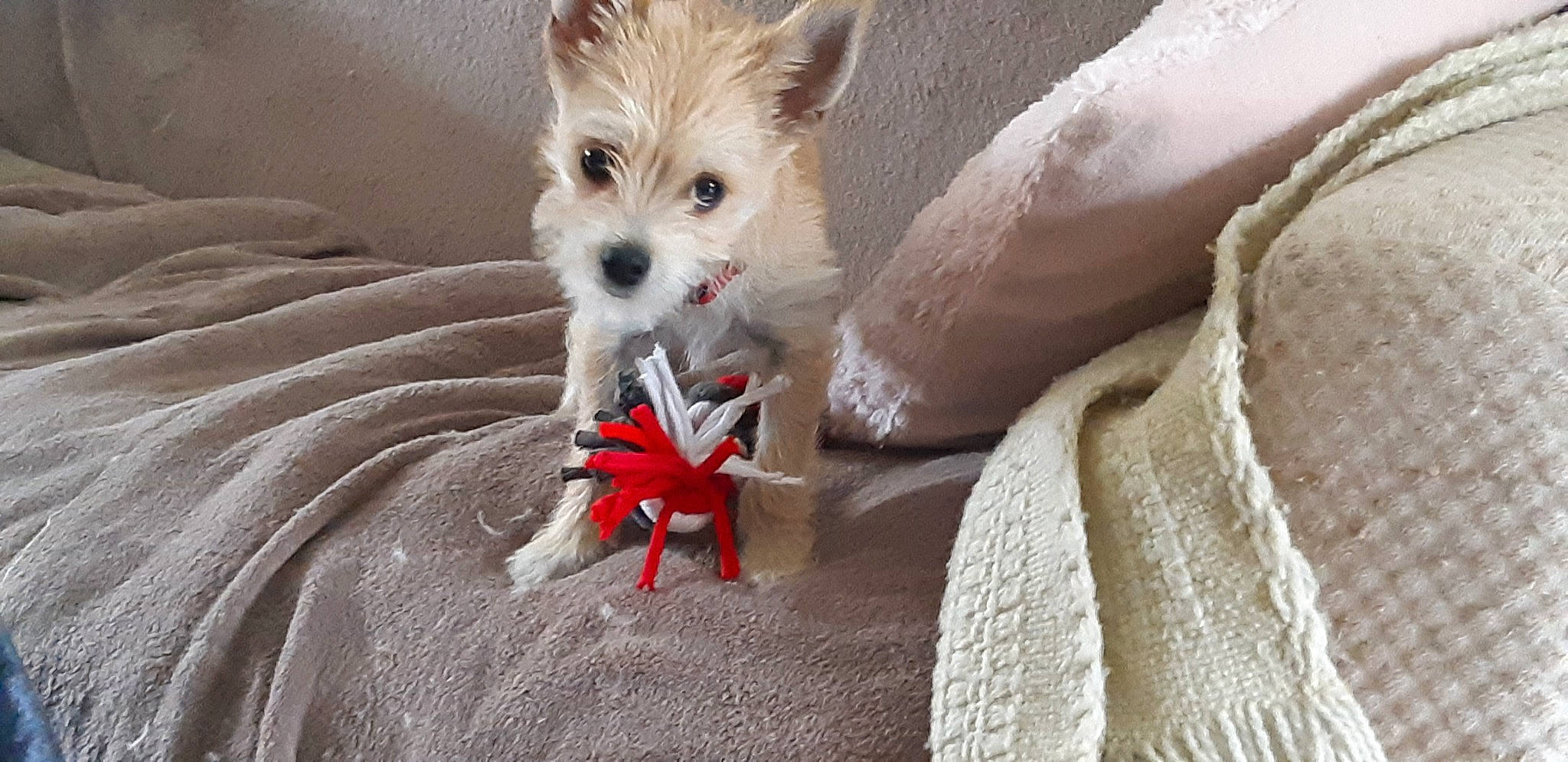 Kooky participe au concours pour gagner de l'argent avec cette photo : canidae, carmine, carnivore, companion_dog, dog, dog_breed, dog_supply, fawn, fur, linens, paw, sand, small_terrier, snout, sporting_group, terrestrial_animal, terrier, toy_dog, whiskers, wood