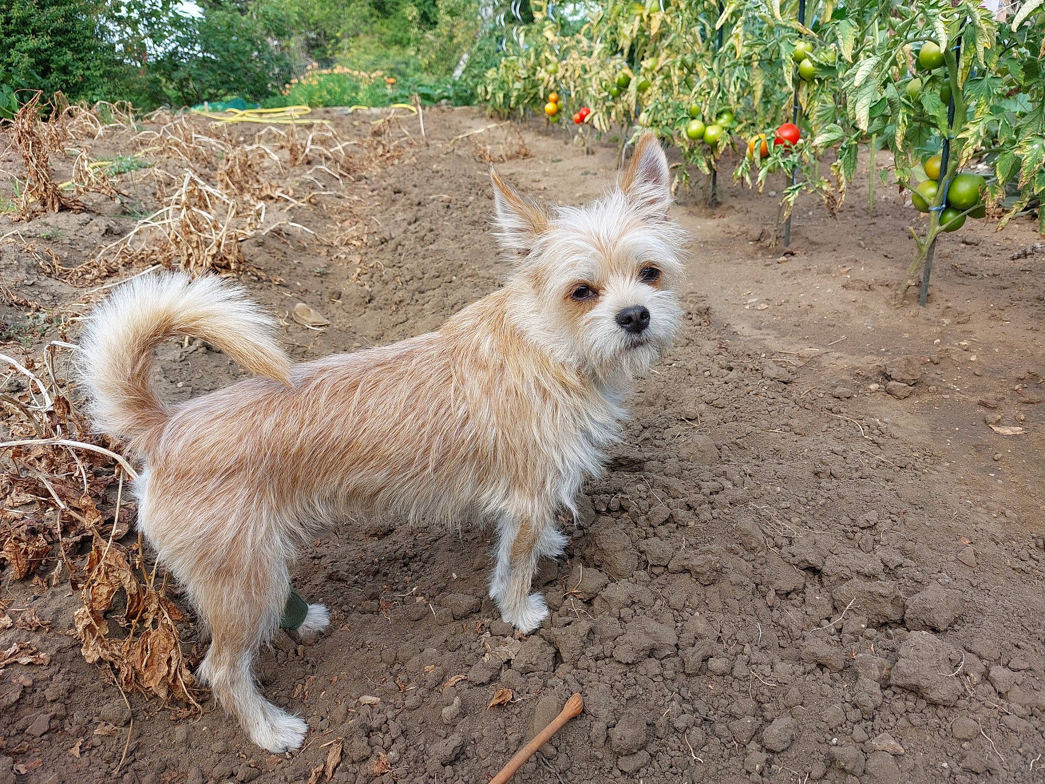 Kooky a rejoint le concours — aidez-le/la à gagner de superbes lots ! canidae, carnivore, companion_dog, dog, dog_breed, fawn, flower, fur, plant, small_terrier, snout, soil, spitz, sporting_group, tail, terrestrial_animal, terrier, toy_dog, tree, working_animal