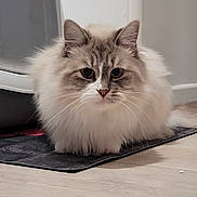 Romy a rejoint le concours — aidez-le/la à gagner de superbes lots ! cat, fluffy, indoor, mat, floor, pet, animal, feline, long_hair, cream_color, grey_color, whiskers, ears, alert, domestic, cute, portrait, sitting, calm, curious