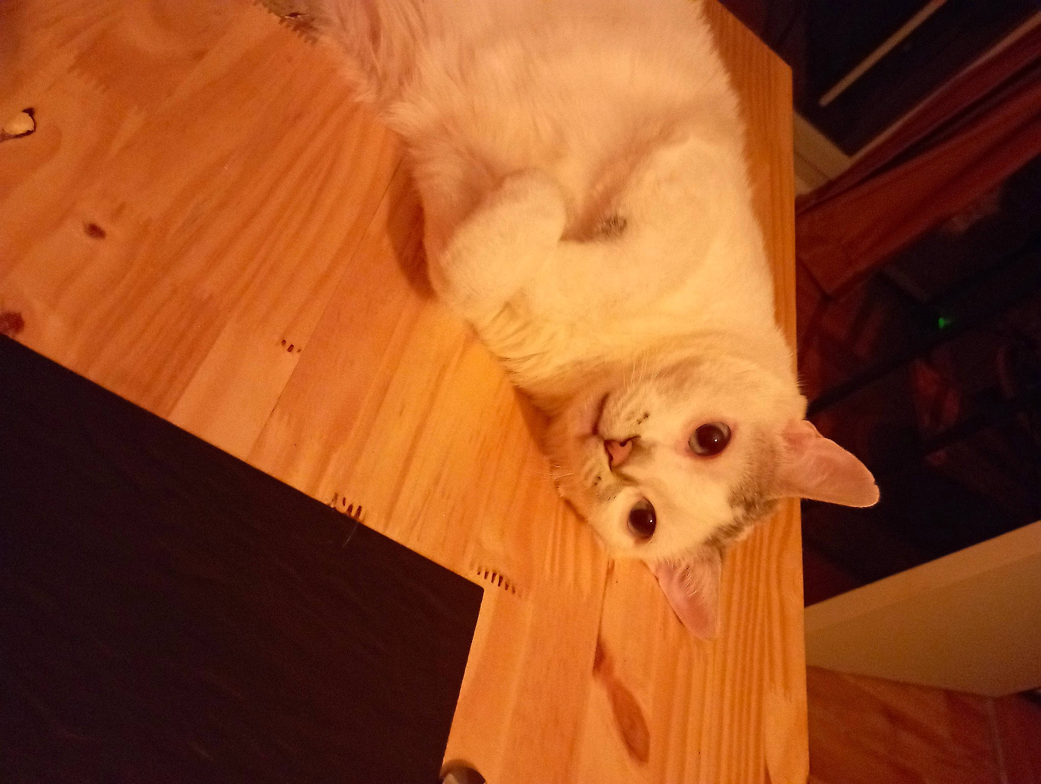 Izzy a rejoint le concours — aidez-le/la à gagner de superbes lots ! carnivore, comfort, companion_dog, dog, dog_breed, dog_supply, fawn, felidae, flooring, fur, hardwood, pet_supply, small_to_medium_sized_cats, sporting_group, tail, toy_dog, whiskers, wood, wood_flooring, working_animal