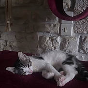Bueno a rejoint le concours — aidez-le/la à gagner de superbes lots ! cat, sleeping, plush_surface, maroon, stone_wall, indoor, pet, feline, resting, cozy, fur, ears, whiskers, paw, circular_perch, relaxing, quiet, domestic, animal, home
