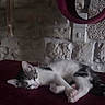 cat, sleeping, plush_surface, maroon, stone_wall, indoor, pet, feline, resting, cozy, fur, ears, whiskers, paw, circular_perch, relaxing, quiet, domestic, animal, home