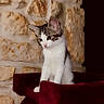 Bueno participe au concours pour gagner de l'argent avec cette photo : kitten, cat, pet, animal, indoor, plush_bed, stone_wall, curious, feline, young, cute, domestic_cat, fur, whiskers, ears, paws, resting, cozy, soft, portrait