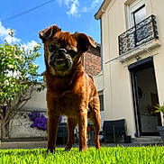Marvin a rejoint le concours — aidez-le/la à gagner de superbes lots ! animal, balcony, blue_sky, brown_dog, canine, chair, daylight, dog, fence, garden, grass, greenery, house, outdoor, pet, plant, small_dog, sunny, tongue_out, tree