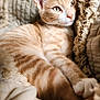 Archer is registered to the contest to win money with this photo: animal, blanket, cat, closeup, comfortable, cozy, cute, domestic, ears, feline, fur, indoor, orange_tabby, paw, pet, relaxed, resting, sleepy, soft_texture, whiskers