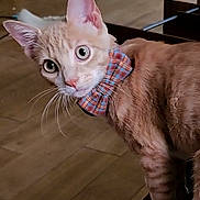 Archer is registered to the contest to win money with this photo: animal, bow_tie, cat, curious, cute, domestic, domestic_cat, feline, floor, furniture, hardwood_floor, household, indoor, mammal, orange_tabby, pet, portrait, side_view, whiskers, wide_eyes