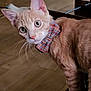 animal, bow_tie, cat, curious, cute, domestic, domestic_cat, feline, floor, furniture, hardwood_floor, household, indoor, mammal, orange_tabby, pet, portrait, side_view, whiskers, wide_eyes