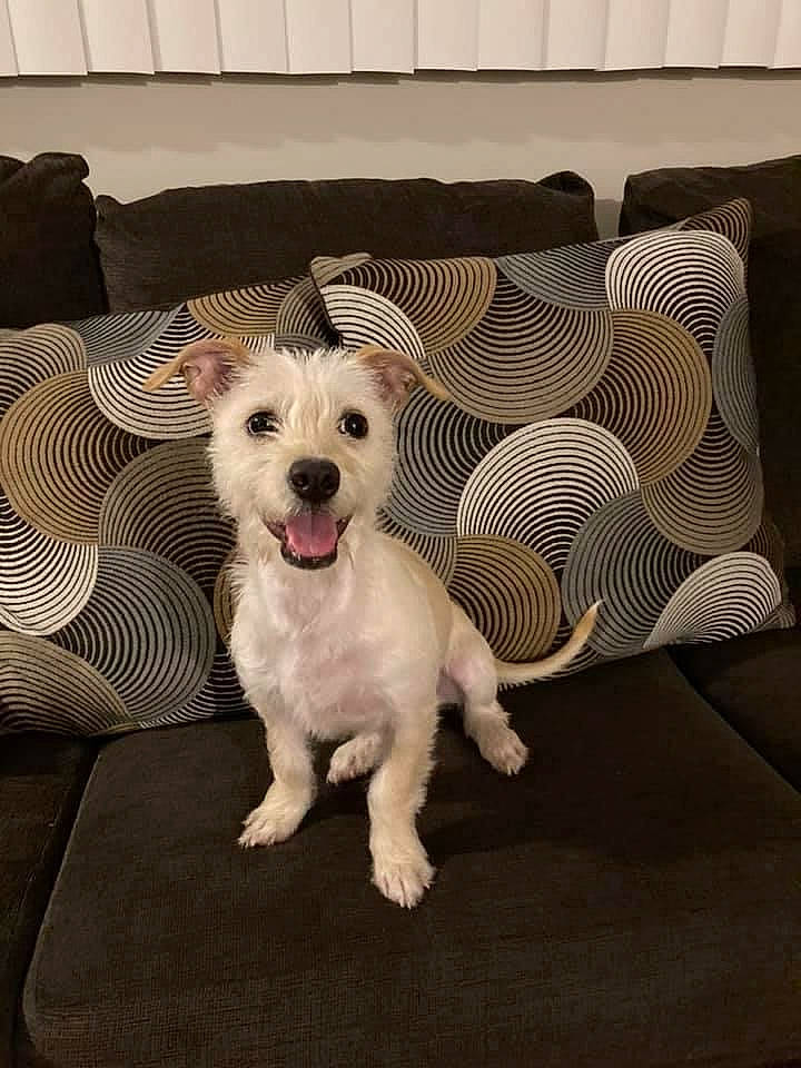 Opal joined the competition — help win amazing prizes! carnivore, comfort, companion_dog, couch, dog, dog_breed, dog_supply, fawn, flooring, fur, pattern, paw, pillow, small_terrier, smile, tail, terrier, toy_dog, whiskers, working_animal