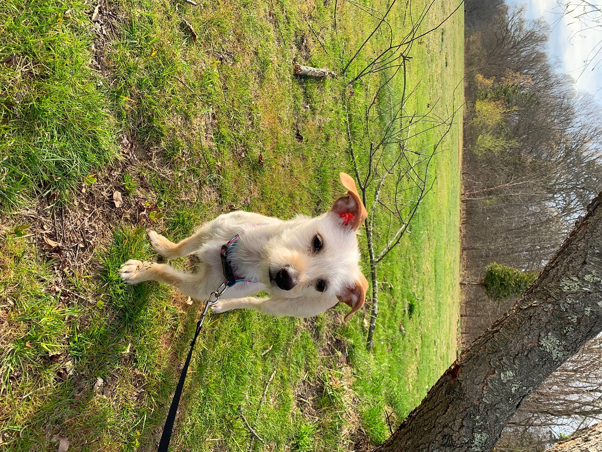 Opal joined the competition — help win amazing prizes! canidae, carnivore, collar, companion_dog, dog, dog_breed, fawn, grass, pasture, plant, retriever, sky, snout, sporting_group, tail, tree, trunk, wildlife, wood, working_animal