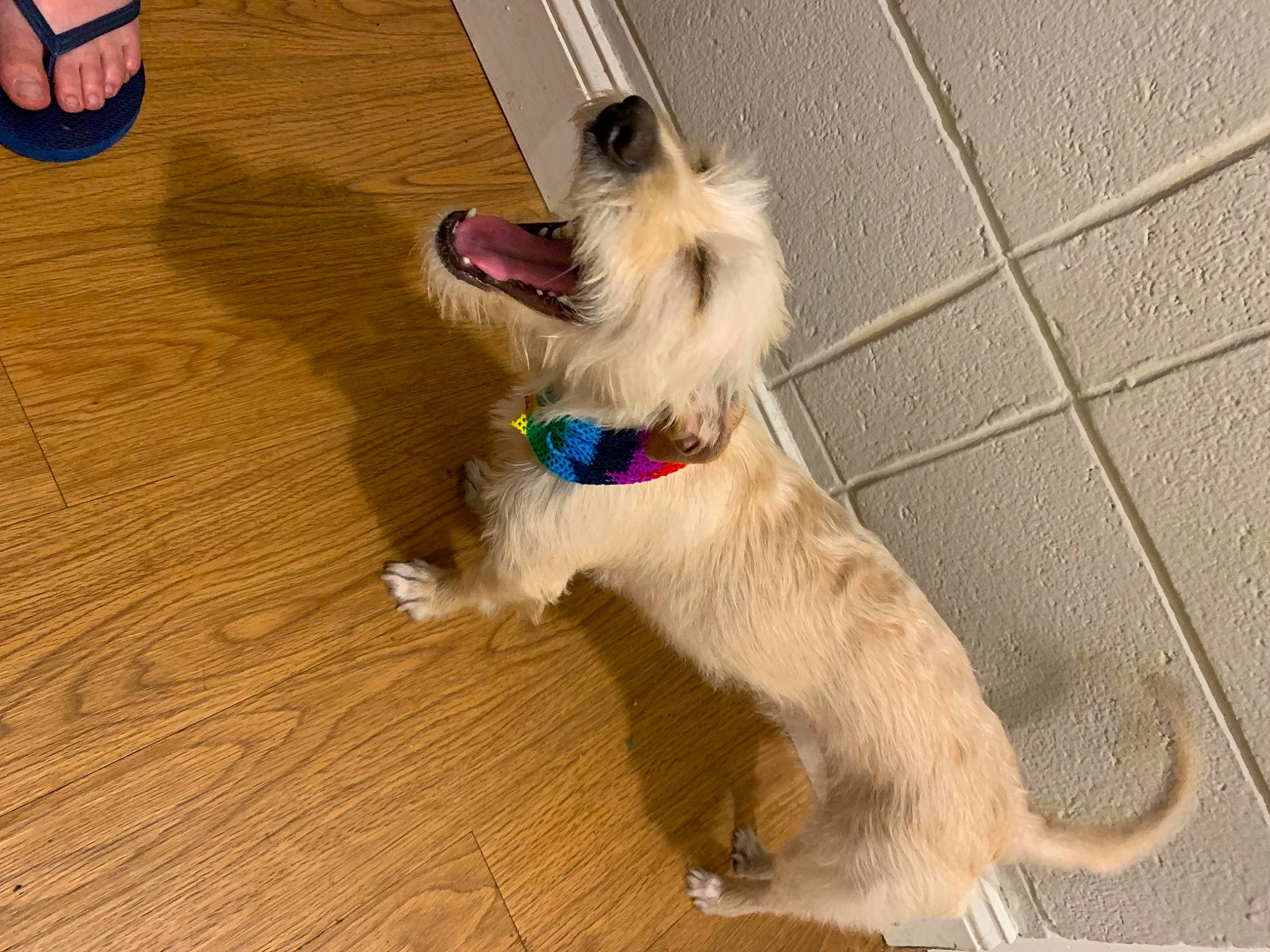 Opal is registered to the contest to win money with this photo: carnivore, collar, companion_dog, dog, dog_breed, dog_collar, dog_supply, fawn, floor, flooring, fur, hardwood, leash, pet_supply, sporting_group, tail, toy_dog, wood, wood_stain, working_animal