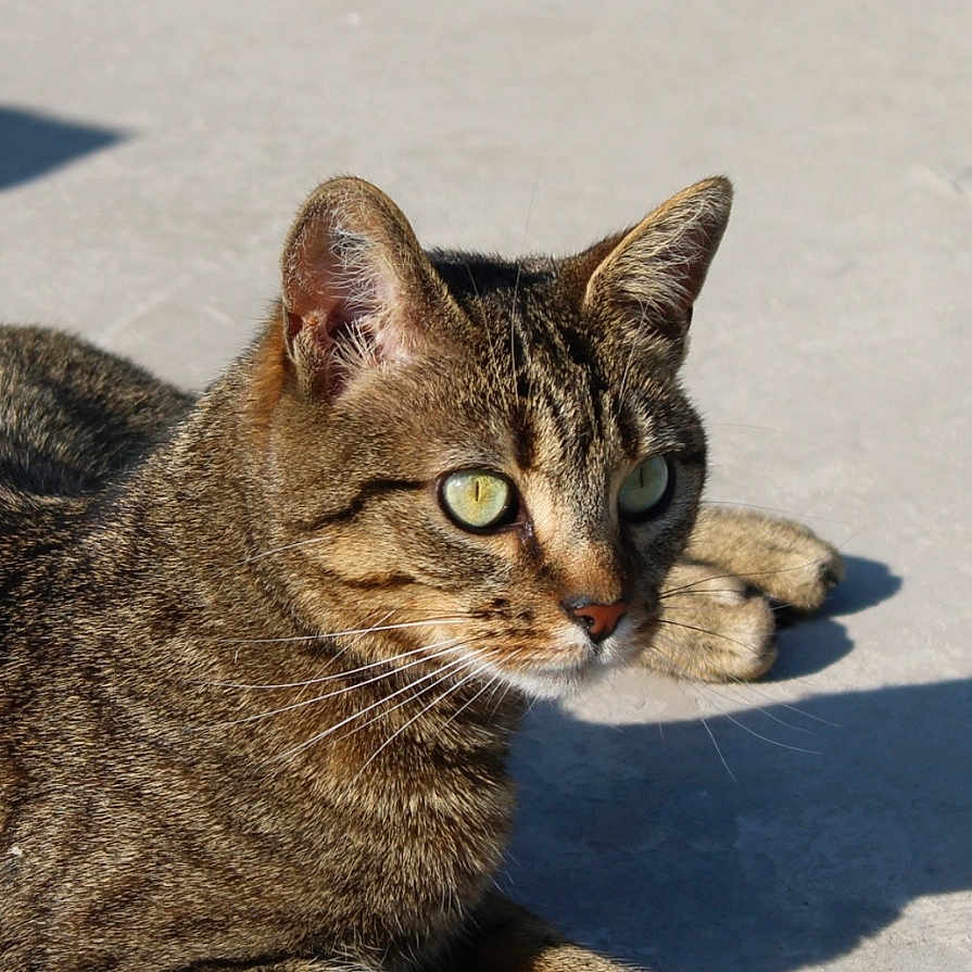 Ruby a rejoint le concours — aidez-le/la à gagner de superbes lots ! abyssinian, animal, cat, egyptiancat, kitten, manx, pet