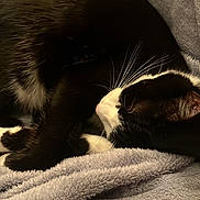 éros participe au concours pour gagner de l'argent avec cette photo : cat, black_and_white, sleeping, curled_up, whiskers, soft_blanket, cozy, pet, animal, fur, relaxing, indoor, nap, cute, domestic_cat, feline, resting, closeup, warm, comfort
