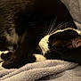 cat, black_and_white, sleeping, curled_up, whiskers, soft_blanket, cozy, pet, animal, fur, relaxing, indoor, nap, cute, domestic_cat, feline, resting, closeup, warm, comfort