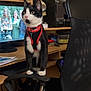 éros a rejoint le concours — aidez-le/la à gagner de superbes lots ! cat, tuxedo_cat, office_chair, computer, desktop, monitor, desk, office, harness, black_and_white, pet, indoor, technology, furniture, workspace, curious, standing, home_office, person, screen