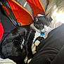 éros a rejoint le concours — aidez-le/la à gagner de superbes lots ! cat, black_and_white, sleeping, collar, bed, blanket, bag, orange, red, white, soft, indoor, pet, relaxed, fur, whiskers, cozy, resting, sunlight, comfort