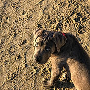 Mugg a rejoint le concours — aidez-le/la à gagner de superbes lots ! puppy, dog, sand, beach, animal, pet, young_dog, outdoor, sunlight, curious, blue_eyes, fur, canine, nature, playful, cute, mammal, portrait, looking_up, daylight