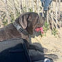 dog, sand, fence, plants, denim_jacket, sneakers, sunlight, blue_sky, outdoor, resting, collar, shadow, nature, summer, pet, animal, beach, casual, relaxation, daytime