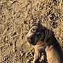 puppy, dog, blue_eyes, sand, beach, sunlight, shadow, animal, pet, cute, looking_up, outdoor, young_dog, fur, playful, nature, closeup, canine, adorable, texture