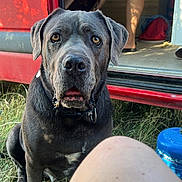 Mugg joined the competition — help win amazing prizes! dog, gray_dog, van, red_van, grass, outdoor, person, legs, black_collar, pet, summer, daylight, vehicle, nature, animal, canine, open_mouth, fur, sitting, curious