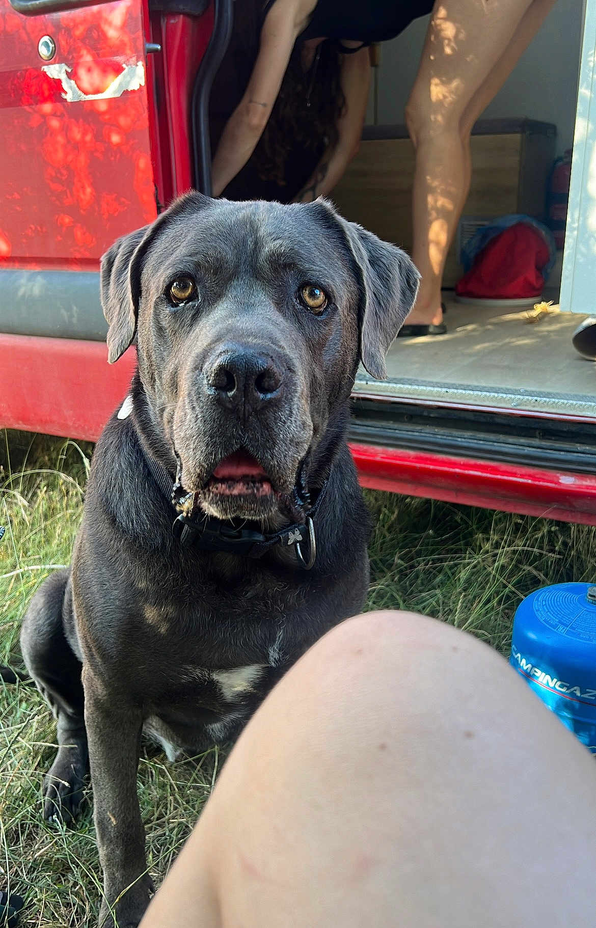 Mugg joined the competition — help win amazing prizes! dog, gray_dog, van, red_van, grass, outdoor, person, legs, black_collar, pet, summer, daylight, vehicle, nature, animal, canine, open_mouth, fur, sitting, curious