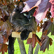 Apollo joined the competition — help win amazing prizes! cat, black_cat, tree, leaves, green_eyes, wooden_perch, outdoor, nature, foliage, pet, animal, fur, branch, relaxing, daylight, closeup, mammal, portrait, wildlife, leafy