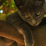 Hestia participe au concours pour gagner de l'argent avec cette photo : cat, kitten, gray, tree, branch, paw, animal, outdoor, nature, fur, pet, mammal, closeup, whiskers, eyes, curious, relaxing, wildlife, young, leaf