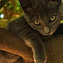 cat, kitten, gray, tree, branch, paw, animal, outdoor, nature, fur, pet, mammal, closeup, whiskers, eyes, curious, relaxing, wildlife, young, leaf