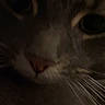 Luna is registered to the contest to win money with this photo: cat, close_up, whiskers, dark, shadow, animal, pet, feline, face, nose, eyes, mystery, low_light, portrait, cute, indoor, fur, soft, quiet, still