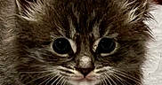 Luna joined the competition — help win amazing prizes! kitten, cat, fur, whiskers, ears, eyes, pet, animal, cute, feline, closeup, indoor, blanket, texture, resting, young, small, adorable, face, soft