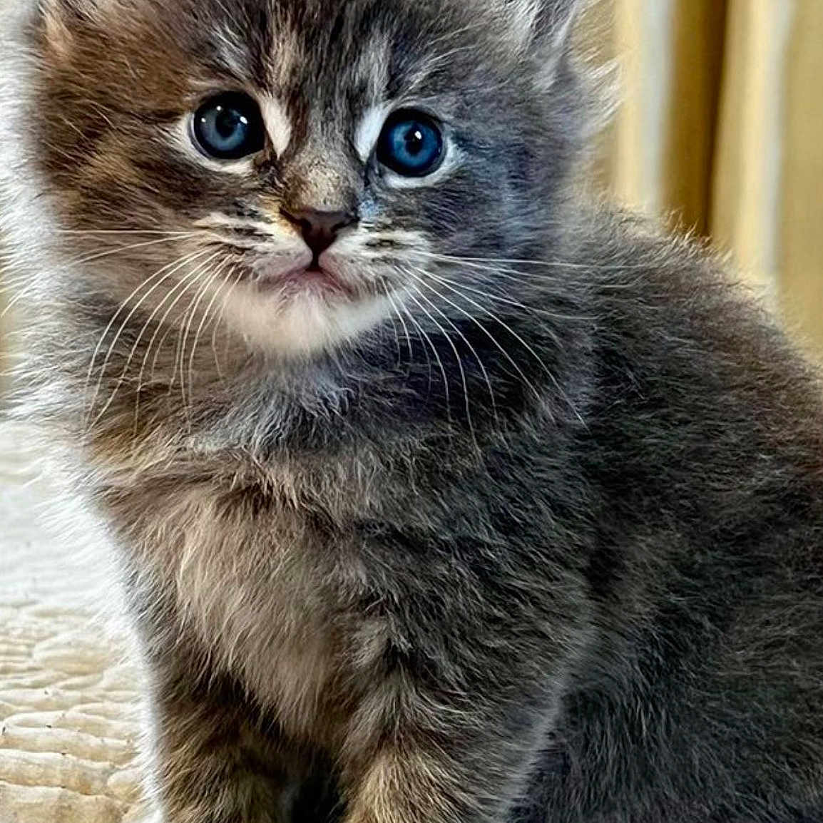 Luna is registered to the contest to win money with this photo: kitten, cat, gray_fur, blue_eyes, fluffy, pet, animal, cute, fur, whiskers, sitting, young, indoor, close_up, portrait, curious, small, adorable, feline, soft