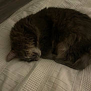 Luna is registered to the contest to win money with this photo: cat, sleeping, bed, blanket, fur, cozy, indoor, pet, animal, resting, cute, feline, whiskers, curled_up, domestic, quiet, soft, texture, peaceful, relaxation