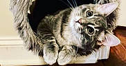 Luna joined the competition — help win amazing prizes! animal, cat, cat_tree, cozy, curious, cute, domestic_cat, ears, feline, furry, gray_cat, household, indoor, pet, playful, resting, tabby, whiskers, wide_eyes, wooden_floor