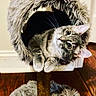 cat, tabby, gray_cat, wide_eyes, cat_tree, furry, curious, pet, indoor, feline, cozy, wooden_floor, playful, cute, domestic_cat, animal, whiskers, ears, resting, household